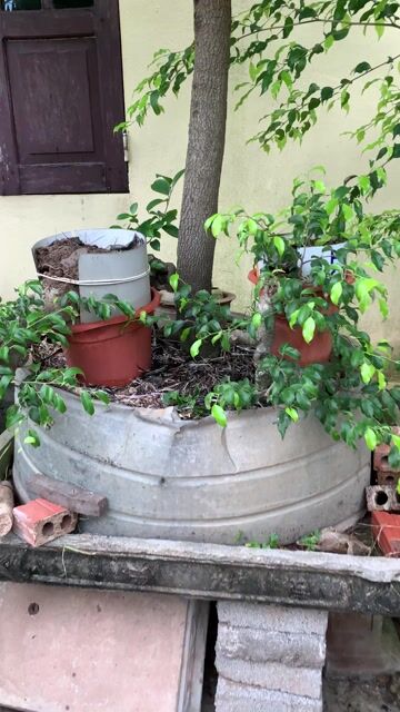 Cây me Giáng bàn trà. Mua bán Cây cảnh, đồ trang trí tại Huyện Tiên Lãng Hải Phòng được đăng bởi Lê Đức toản  hình 1