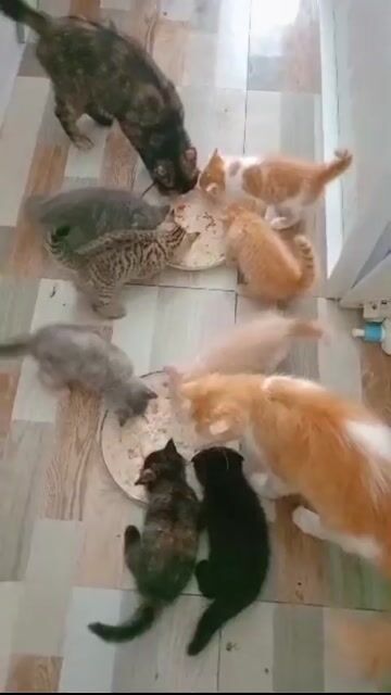 Mèo Anh Đồi mồi Cả hai. Mua bán Mèo tại Thành phố Vũng Tàu Bà Rịa - Vũng Tàu được đăng bởi Lê Phấn  hình 1