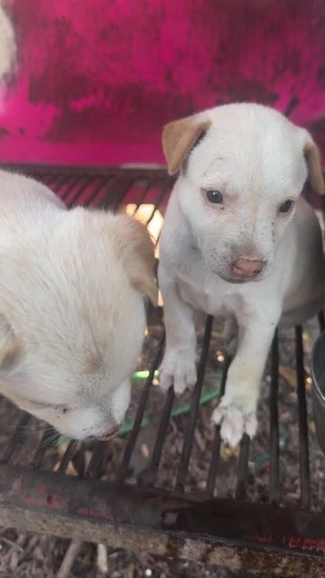 Chó Phú Quốc lai Husky Đen Nâu Trắng. Mua bán Chó tại Thành phố Biên Hòa Đồng Nai được đăng bởi Huy hình 1