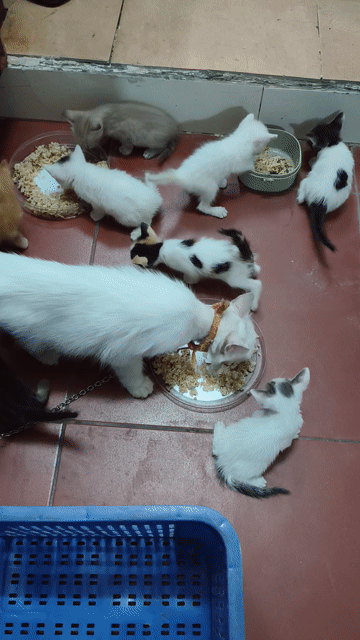 Mèo con Đực Cái Đa sắc Bé. Mua bán Mèo tại Quận Nam Từ Liêm Hà Nội được đăng bởi A Ngoc hình 1