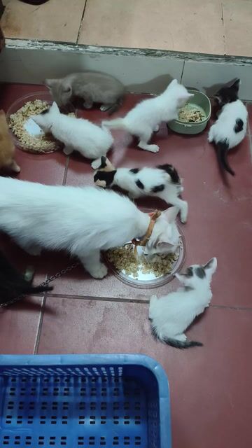 Mèo con Đực Cái Đa sắc Bé. Mua bán Mèo tại Quận Nam Từ Liêm Hà Nội được đăng bởi A Ngoc hình 1