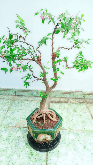 Cây cảnh bonsai Hồng Ngọc Mai đang ra hoa. Mua bán Cây cảnh, đồ trang trí tại Quận Gò Vấp Tp Hồ Chí Minh được đăng bởi Bình Minh hình 1