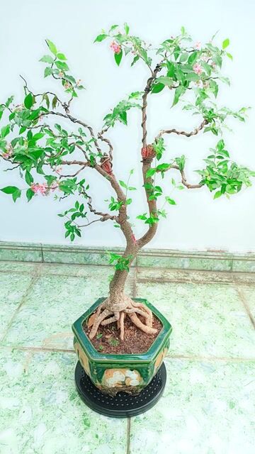 Cây cảnh bonsai Hồng Ngọc Mai đang ra hoa. Mua bán Cây cảnh, đồ trang trí tại Quận Gò Vấp Tp Hồ Chí Minh được đăng bởi Bình Minh hình 1