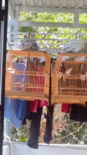 Chào mào. Mua bán Chim tại Huyện Hòa Vang Đà Nẵng được đăng bởi Thanh tai hình 1