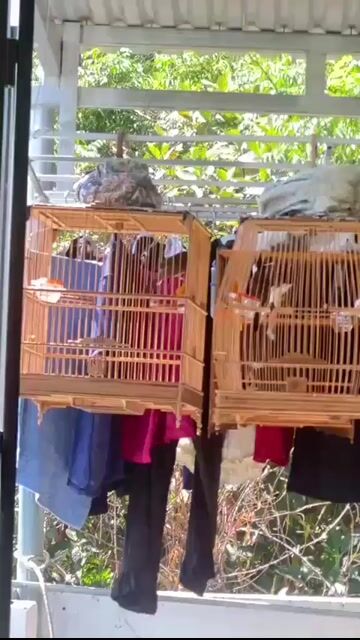 Chào mào. Mua bán Chim tại Huyện Hòa Vang Đà Nẵng được đăng bởi Thanh tai hình 1