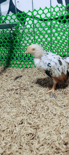 Gà tre bắc trống Mơ 2 tháng. Mua bán Gà tại Quận Bình Thuỷ Cần Thơ được đăng bởi Nguyễn Gia Trung hình 1