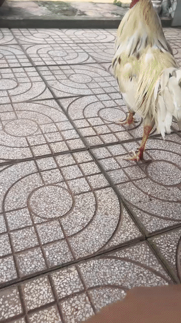 Gà chọi Đực Vàng trắng. Mua bán Gà tại Thành phố Thủ Đức Tp Hồ Chí Minh được đăng bởi Tuấn Bảo hình 1