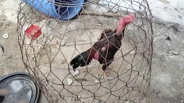 bán thịt 400k. Mua bán Gà tại Huyện Hóc Môn Tp Hồ Chí Minh được đăng bởi Chiến kê hình 1