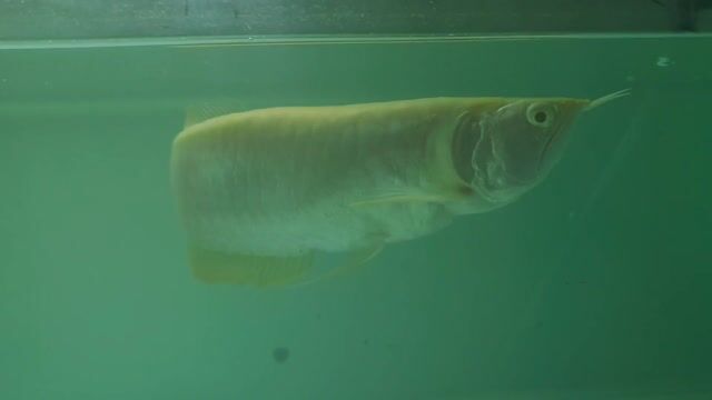Cá ngân 40cm. Mua bán Thú cưng khác tại Thành phố Thủ Dầu Một Bình Dương được đăng bởi minh hình 1