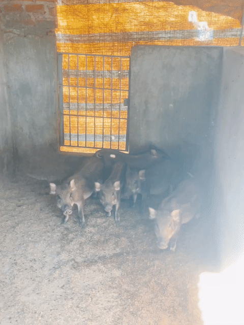 Heo rừng lai. Mua bán Thú cưng khác tại Thành phố Buôn Ma Thuột Đắk Lắk được đăng bởi Nguyễn Ngọc Hoàng hình 1