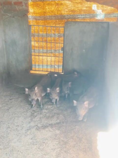 Heo rừng lai. Mua bán Thú cưng khác tại Thành phố Buôn Ma Thuột Đắk Lắk được đăng bởi Nguyễn Ngọc Hoàng hình 1