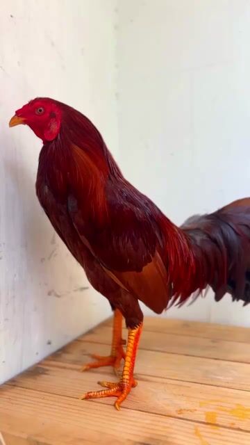 Khét 1kg650 ( Khôn Gà ). Mua bán Gà tại Quận 4 Tp Hồ Chí Minh được đăng bởi Ngô Phi Xuân hình 1