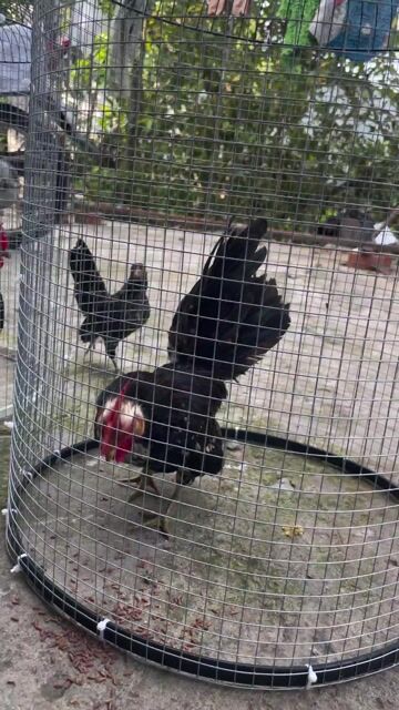 dư trống nọc cần bán bớt. Mua bán Gà tại Huyện Lai Vung Đồng Tháp được đăng bởi Minh Nghĩa hình 1