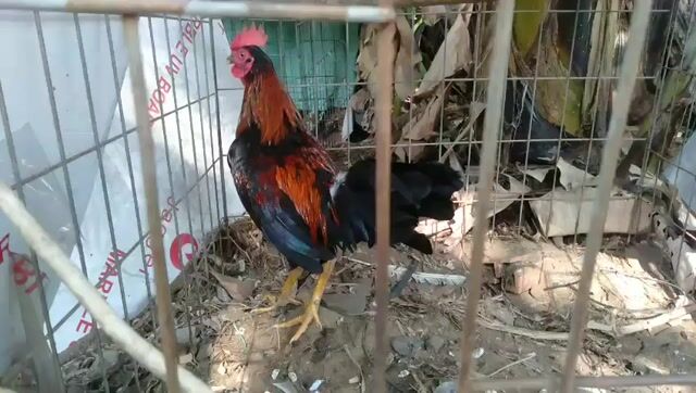 Que tơ 5th. Mua bán Gà tại Quận 8 Tp Hồ Chí Minh được đăng bởi Nguyễn hoàng phương hình 1