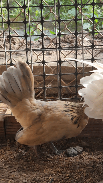 Gà Tre Mỹ Mini Điều xám làm giống. Mua bán Gà tại Huyện Châu Phú An Giang được đăng bởi Gà kiểng hình 1