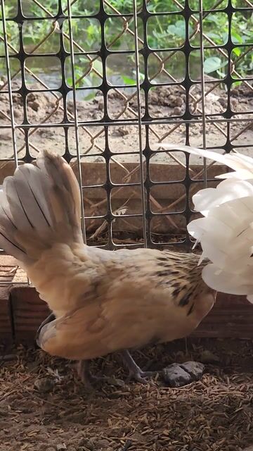 Gà Tre Mỹ Mini Điều xám làm giống. Mua bán Gà tại Huyện Châu Phú An Giang được đăng bởi Gà kiểng hình 1