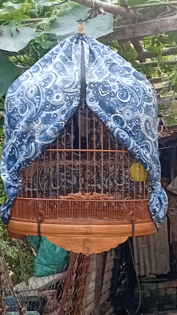 Chim Chích chòe than Miền Trung 3 tháng lồng. Mua bán Chim tại Quận Tân Bình Tp Hồ Chí Minh được đăng bởi Chí Thiện  hình 1