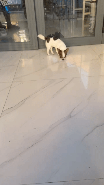 Chó Chihuahua Cái Bò Sữa 1,6kg. Mua bán Chó tại Thành phố Bà Rịa Bà Rịa - Vũng Tàu được đăng bởi Chill Home hình 1
