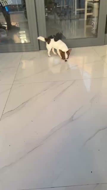 Chó Chihuahua Cái Bò Sữa 1,6kg. Mua bán Chó tại Thành phố Bà Rịa Bà Rịa - Vũng Tàu được đăng bởi Chill Home hình 1