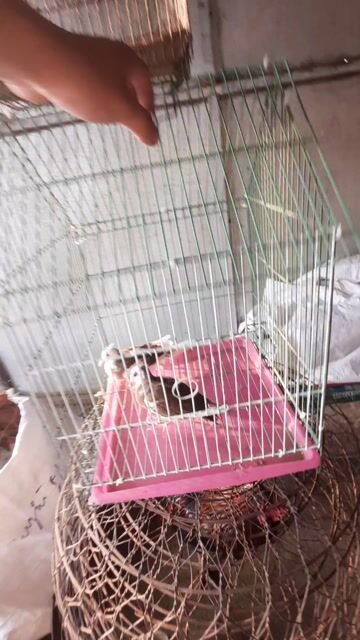 Chim cứ gáyy. Mua bán Chim tại Huyện Long Hồ Vĩnh Long được đăng bởi Thanh Trung hình 1