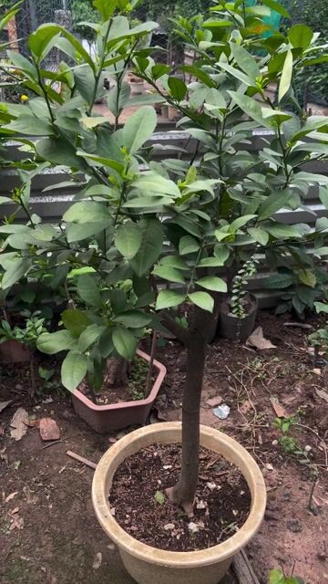 Cây ăn quả Chanh 4 mùa. Mua bán Cây cảnh, đồ trang trí tại Huyện Hóc Môn Tp Hồ Chí Minh được đăng bởi Vườn Hồng Hoàng My hình 1