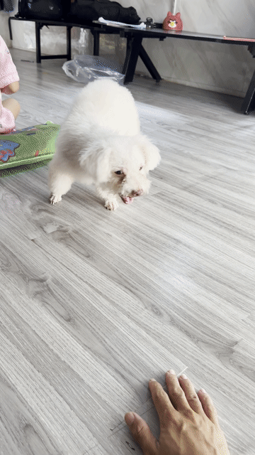 Chó Poodle cái. Mua bán Chó tại Thành phố Dĩ An Bình Dương được đăng bởi Trọng Phúc hình 1