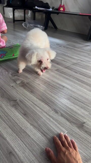 Chó Poodle cái. Mua bán Chó tại Thành phố Dĩ An Bình Dương được đăng bởi Trọng Phúc hình 1