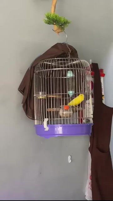 cặp yến ss. Mua bán Chim tại Quận 12 Tp Hồ Chí Minh được đăng bởi Trâm Nguyên Hoang hình 1