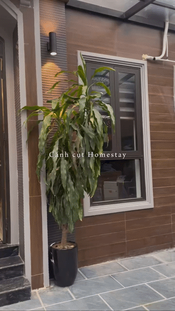 Cho thuê Căn hộ Chung cư Quận Long Biên Hà Nội diện tích 30 m² giá 7 triệu/tháng