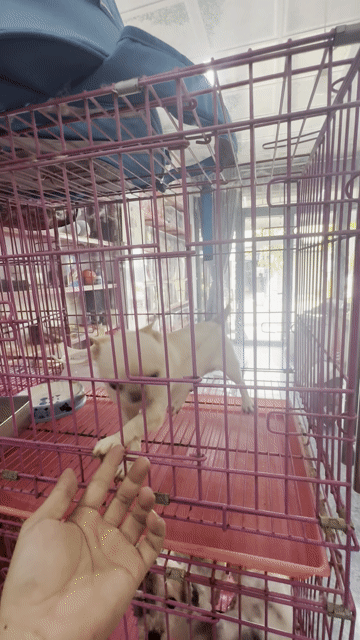 Chihuahua đực kem đã tiêm ngừa. Mua bán Chó tại Thị xã Bến Cát Bình Dương được đăng bởi Trần Dừa hình 1
