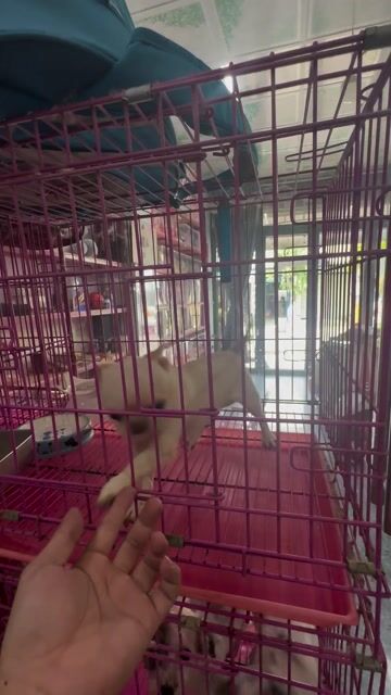 Chihuahua đực kem đã tiêm ngừa. Mua bán Chó tại Thị xã Bến Cát Bình Dương được đăng bởi Trần Dừa hình 1