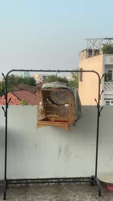 CM gl OM, lụp. Mua bán Chim tại Quận Gò Vấp Tp Hồ Chí Minh được đăng bởi Nguyễn Quốc Duy hình 1