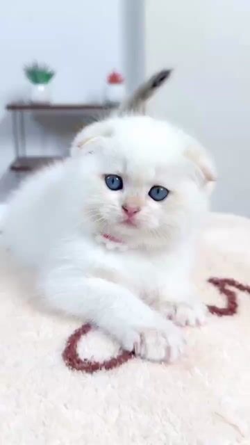 Silver mắt xanh biếc đực tai cụp vô cùng đáng yêu. Mua bán Mèo tại Thành phố Thủ Đức Tp Hồ Chí Minh được đăng bởi Âu Minh Huy hình 1