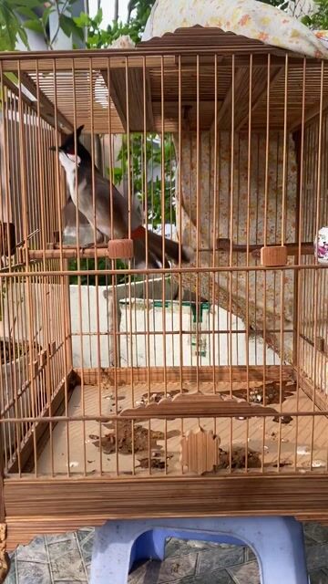 Chim  mào  cf goc Lạng Sơn. Mua bán Chim tại Huyện Đông Anh Hà Nội được đăng bởi anh hai hình 1