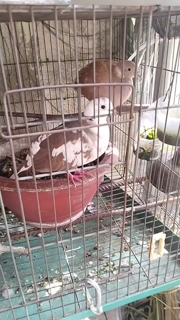 Thanh lý về quê. Mua bán Chim tại Thành phố Thủ Đức Tp Hồ Chí Minh được đăng bởi ThuTran hình 1