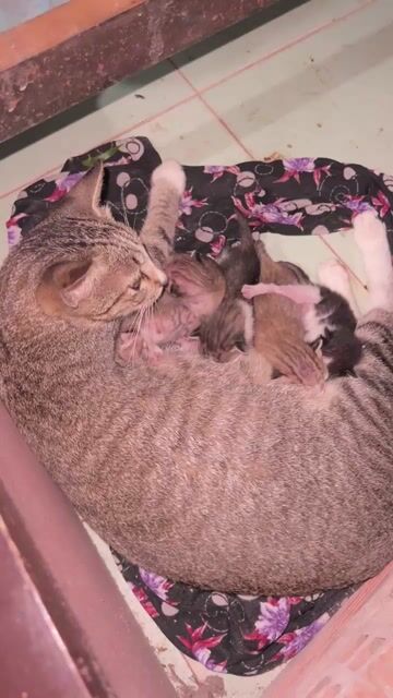 Mèo mướp mới đẻ khỏe mạnh. Mua bán Mèo tại Thành phố Rạch Giá Kiên Giang được đăng bởi Chuyên xách tay USA hình 1