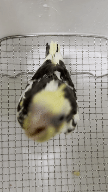 Chim Vẹt Cockatiel Lutino Heavy. Mua bán Chim tại Quận Tân Bình Tp Hồ Chí Minh được đăng bởi Quốc Tạ hình 1