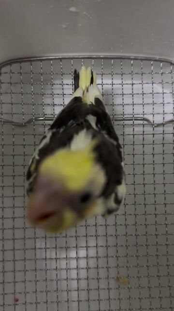 Chim Vẹt Cockatiel Lutino Heavy. Mua bán Chim tại Quận Tân Bình Tp Hồ Chí Minh được đăng bởi Quốc Tạ hình 1