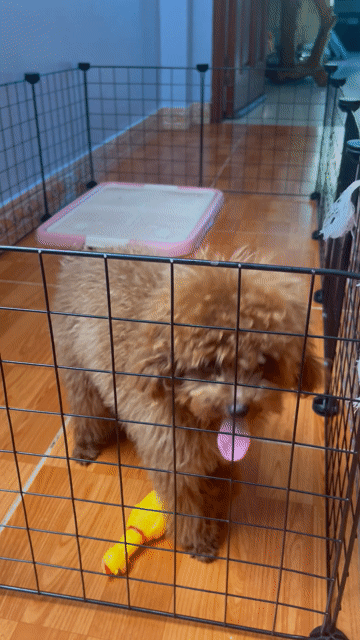 Chó Poodle Toy Cái Nâu đỏ 6 tháng 2kg. Mua bán Chó tại Thành phố Biên Hòa Đồng Nai được đăng bởi Piphu shop hình 1