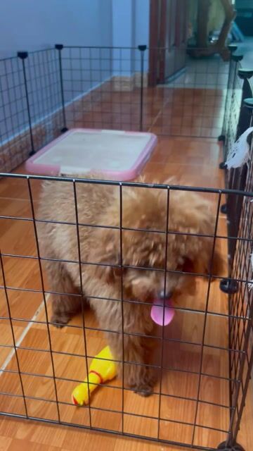 Chó Poodle Toy Cái Nâu đỏ 6 tháng 2kg. Mua bán Chó tại Thành phố Biên Hòa Đồng Nai được đăng bởi Piphu shop hình 1