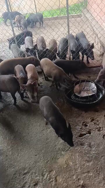 Heo lai r 25kg đến 45kg ạ giá 145k 1kg ❤️❤️❤️. Mua bán Thú cưng khác tại Thành phố Dĩ An Bình Dương được đăng bởi chuyên cung cấp gà đông tảo thuần chủng  hình 1