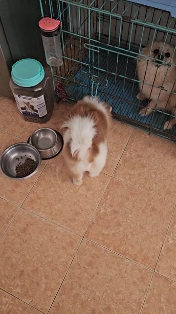 Chó Phốc Sóc cái 5 tháng đã tiêm. Mua bán Chó tại Quận Cầu Giấy Hà Nội được đăng bởi Nguyễn thành nam hình 1