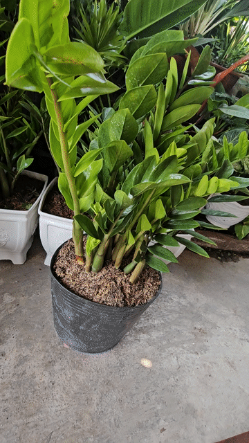 Cây cảnh phong thủy dễ trồng. Mua bán Cây cảnh, đồ trang trí tại Quận Liên Chiểu Đà Nẵng được đăng bởi đào phạm hình 1