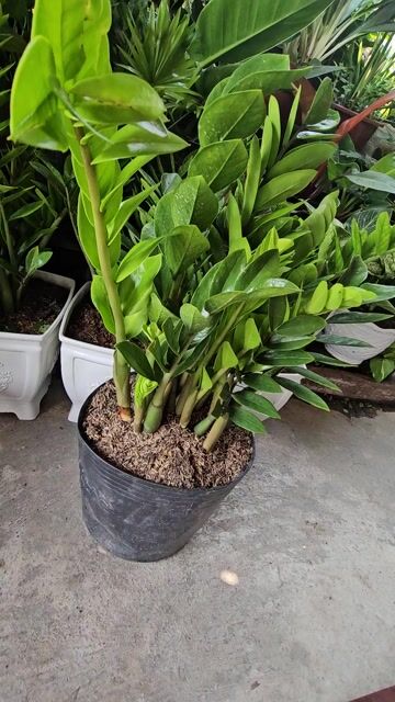 Cây cảnh phong thủy dễ trồng. Mua bán Cây cảnh, đồ trang trí tại Quận Liên Chiểu Đà Nẵng được đăng bởi đào phạm hình 1