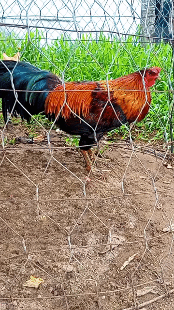 Gà Trống. Mua bán Gà tại Thành phố Trà Vinh Trà Vinh được đăng bởi Huy hình 1