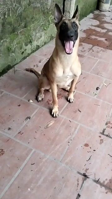 Chó Malinois đực nâu vàng. Mua bán Chó tại Huyện Đông Anh Hà Nội được đăng bởi A nhuận hình 1