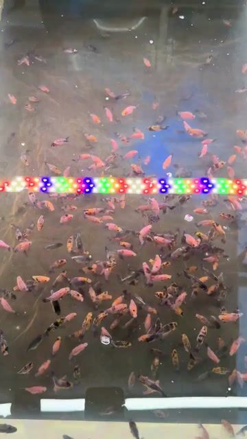 Cá Ranchu Calico size 1.5n. Mua bán Thú cưng khác tại Huyện Cờ Đỏ Cần Thơ được đăng bởi MeCaVang VN hình 1