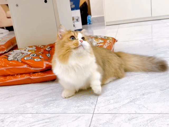 Munchkin chân lùn golden lông dài xinh đẹp. Mua bán Mèo tại Thành phố Thủ Đức Tp Hồ Chí Minh được đăng bởi Âu Minh Huy hình 1