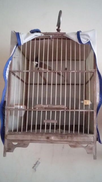 Chim chào mào yếm đậm. Mua bán Chim tại Quận Gò Vấp Tp Hồ Chí Minh được đăng bởi nguyễn thái dương hình 1