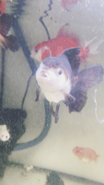Cá cảnh Oranda đầu xù. Mua bán Thú cưng khác tại Thành phố Thủ Đức Tp Hồ Chí Minh được đăng bởi Trung hình 1